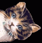 /album/bildgalleri/cat19-gif/